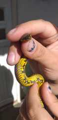 Atractus crassicaudatus