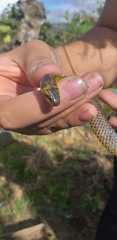 Atractus crassicaudatus