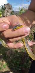Atractus crassicaudatus