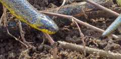 Atractus crassicaudatus