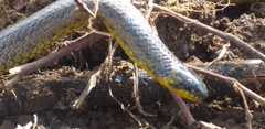 Atractus crassicaudatus