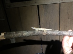 Anolis ortonii