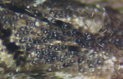 Xenolechia velatella
