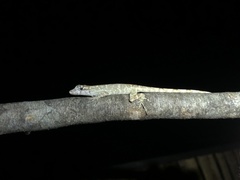 Anolis ortonii