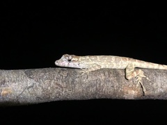 Anolis ortonii