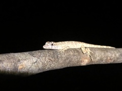 Anolis ortonii