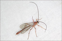 Dicamptus fuscicornis