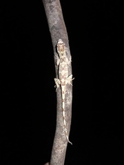 Anolis ortonii