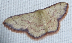 Idaea craspedota