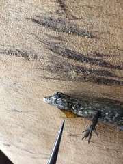 Anolis ortonii