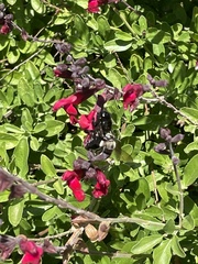 Xylocopa californica