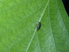 Oncopsis flavicollis