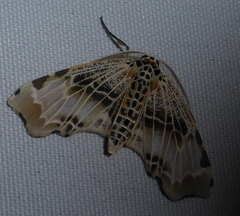 Achrosis pyrrhularia