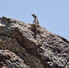 Crotaphytus vestigium