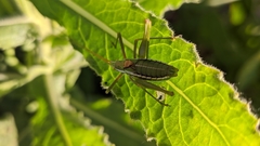 Odontura aspericauda