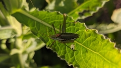 Odontura aspericauda