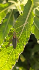Odontura aspericauda