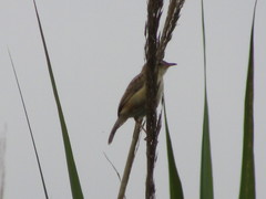Cisticola juncidis