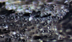 Xenolechia velatella