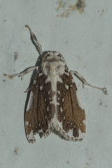 Pseudoadites frigida