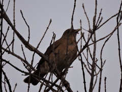 Turdus grayi