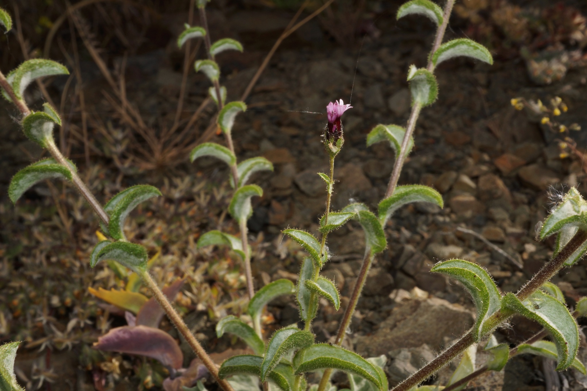 Lessingia ramulosa