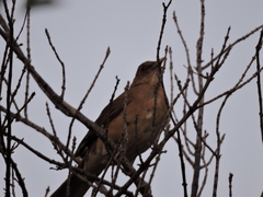 Turdus grayi