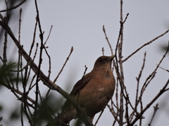 Turdus grayi