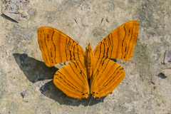 Chersonesia intermedia