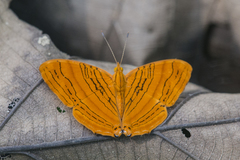 Chersonesia intermedia