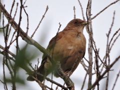 Turdus grayi