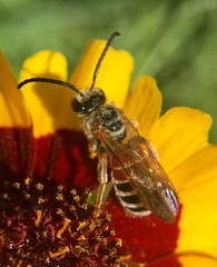 Epinomia