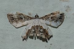 Europlema