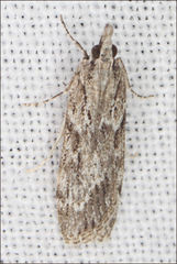Scoparia ithyntis