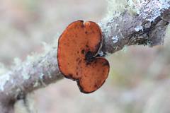 Polyporus gayanus