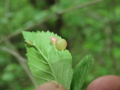 Blaesodiplosis venae