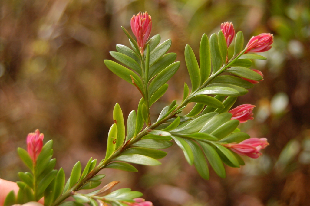 Falcatifolium