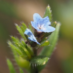 Buglossoides arvensis sibthorpianum