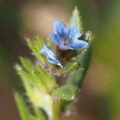 Buglossoides arvensis sibthorpianum