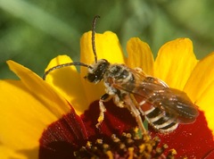 Epinomia