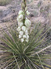 Yucca intermedia