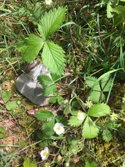 Fragaria vesca bracteata