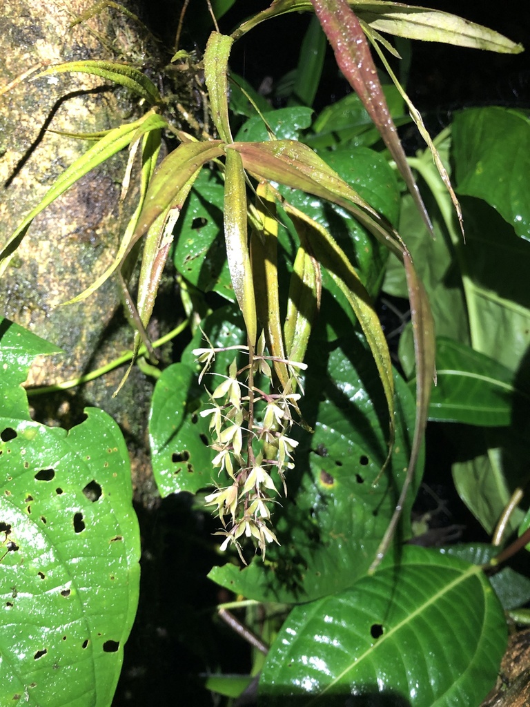 Epidendrum pterostele Hágsater & Dodson