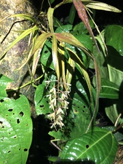 Epidendrum dialychilum