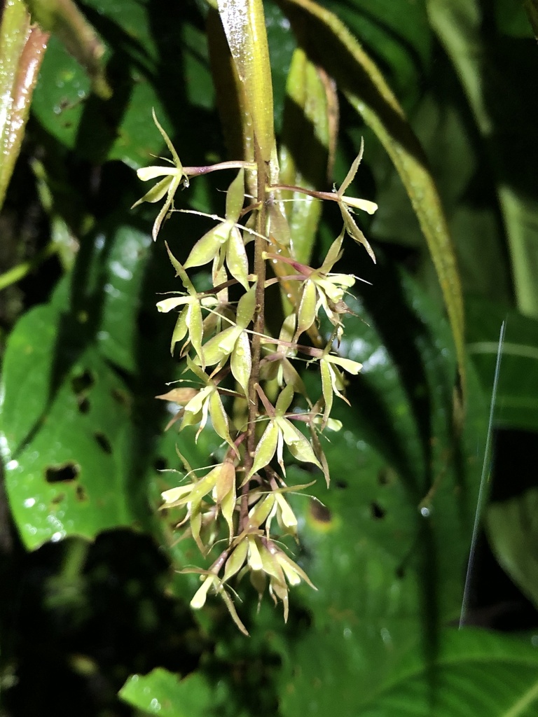 Epidendrum pterostele Hágsater & Dodson 2