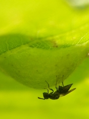 Dryocosmus quercusnotha