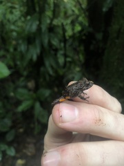 Pristimantis croceoinguinis