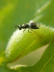 Dryocosmus quercusnotha