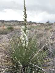 Yucca intermedia