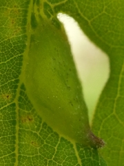 Dryocosmus quercusnotha